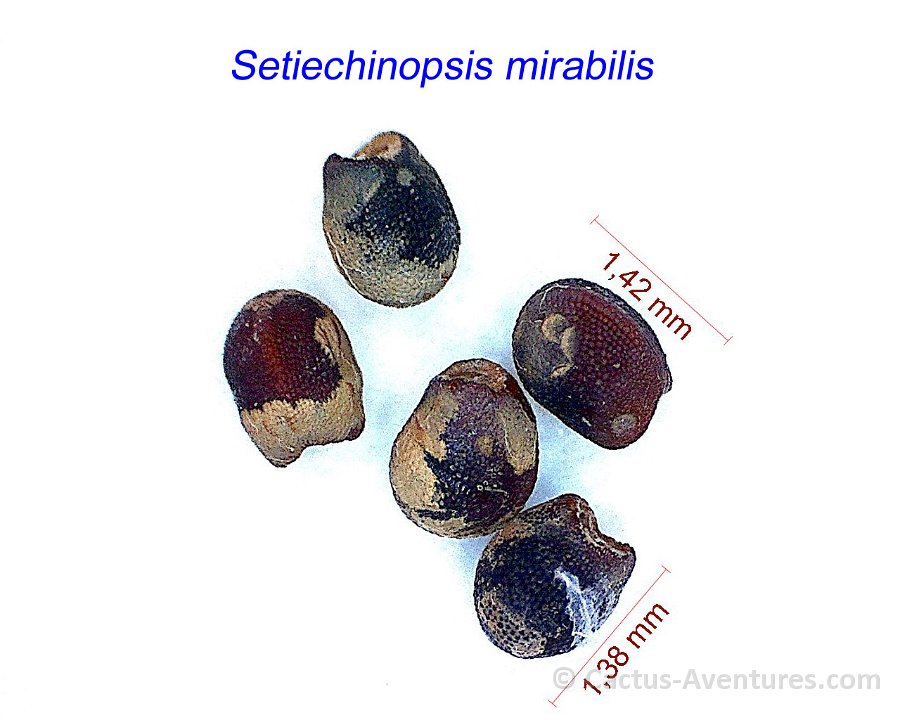 Setiechinopsis mirabilis seeds